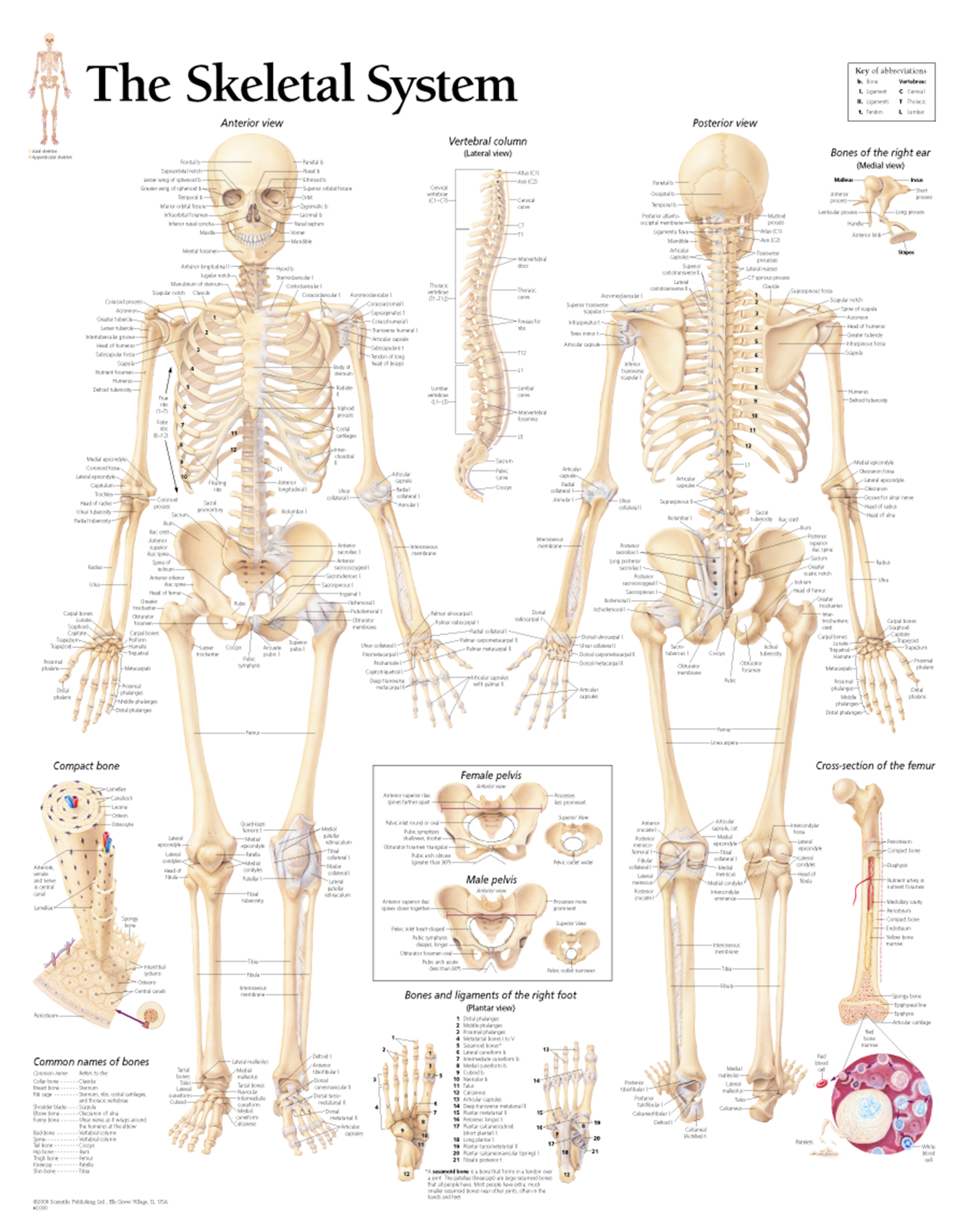 1000-Skeletal-Wall-Chart