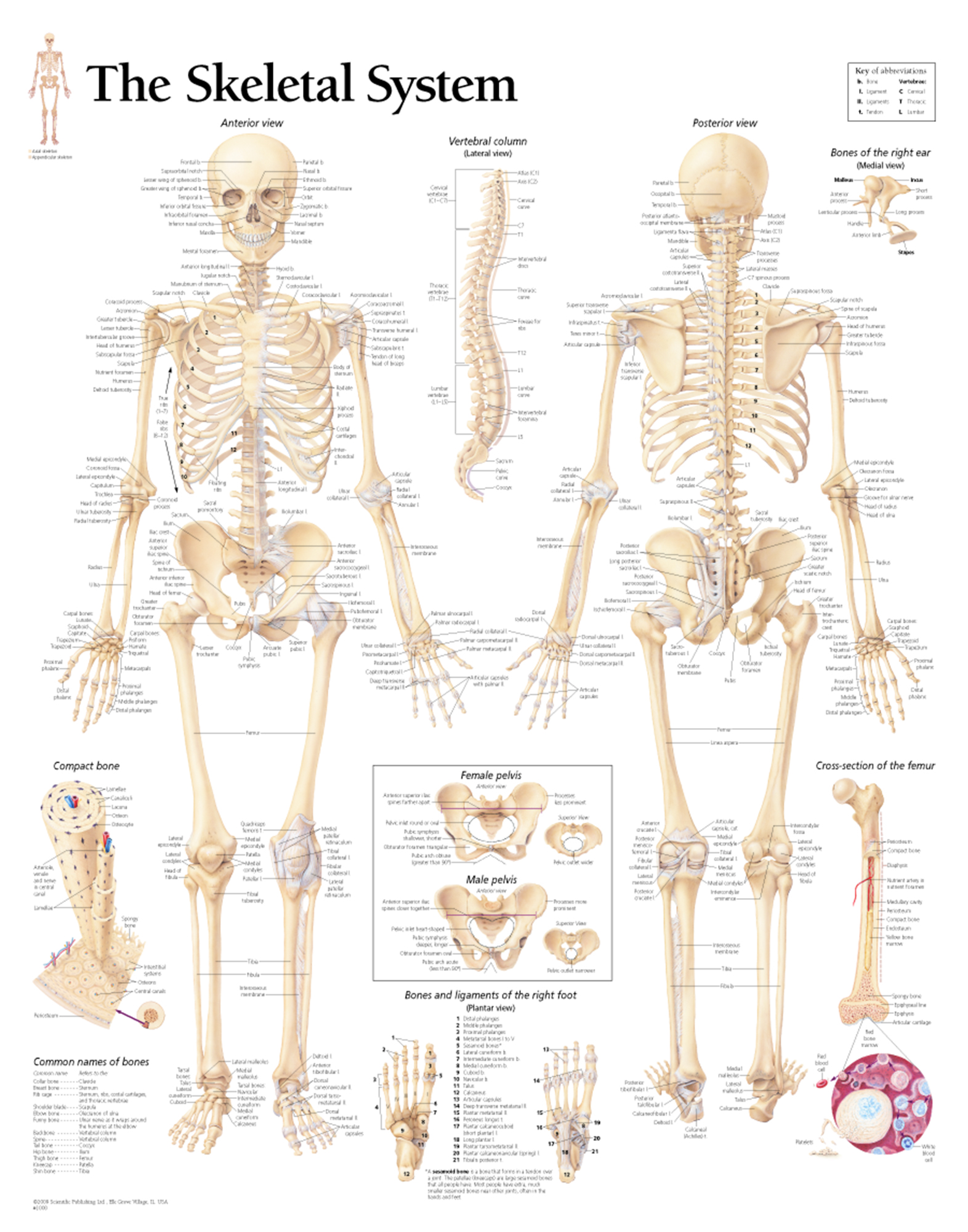 Human Skeleton Wall Chart