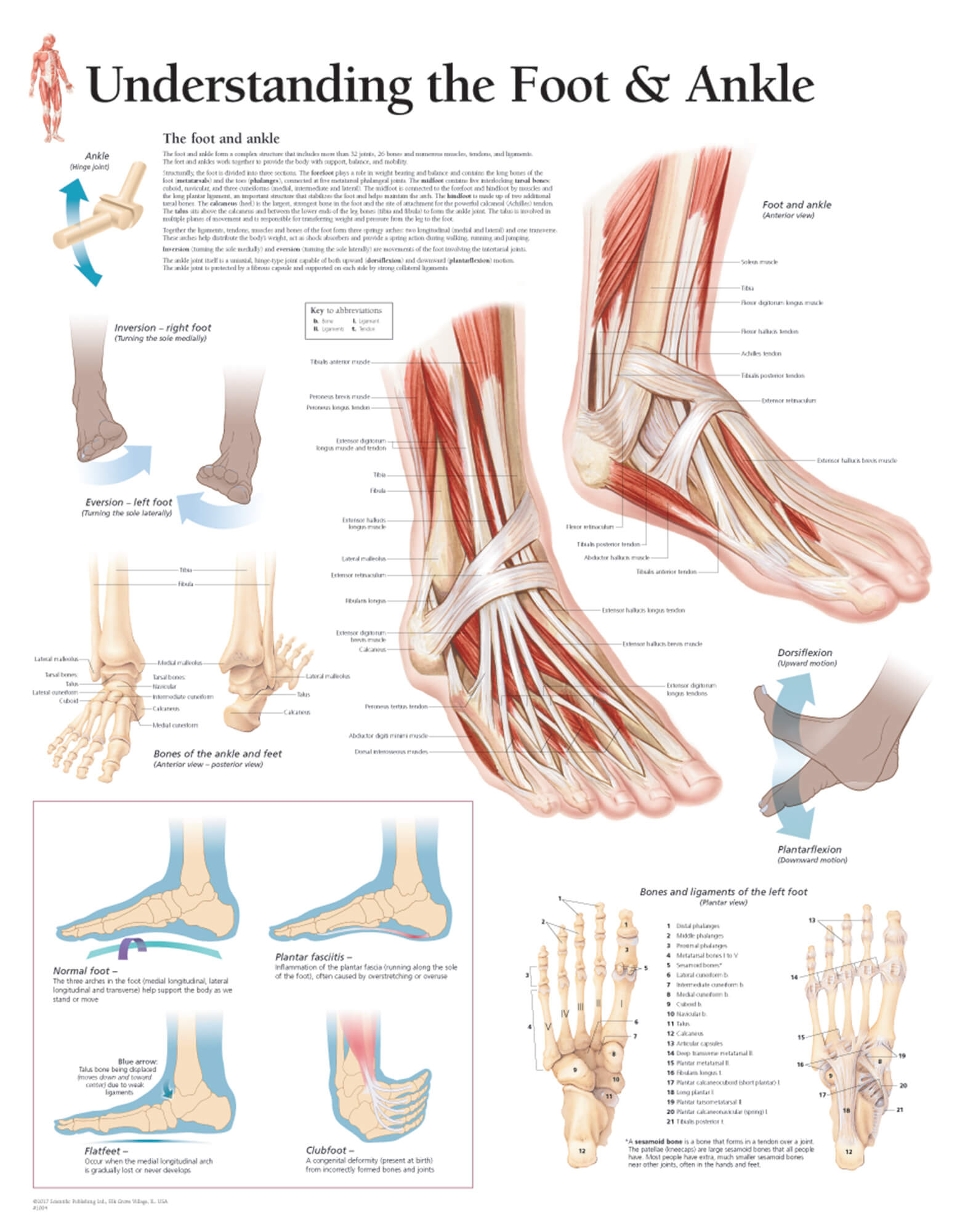 Left Foot Organ Chart