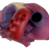 Life Size Healthy Heart Model - Image 4