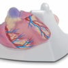 Life Size Healthy Heart Model - Image 3