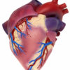 Life Size Healthy Heart Model - Image 5