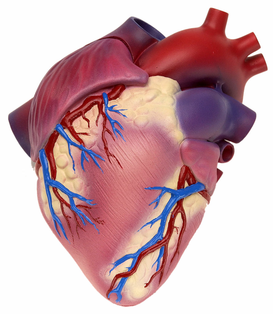 Life Size Healthy Heart Model Scientific Publishing