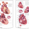 Life Size Healthy Heart Model - Image 7