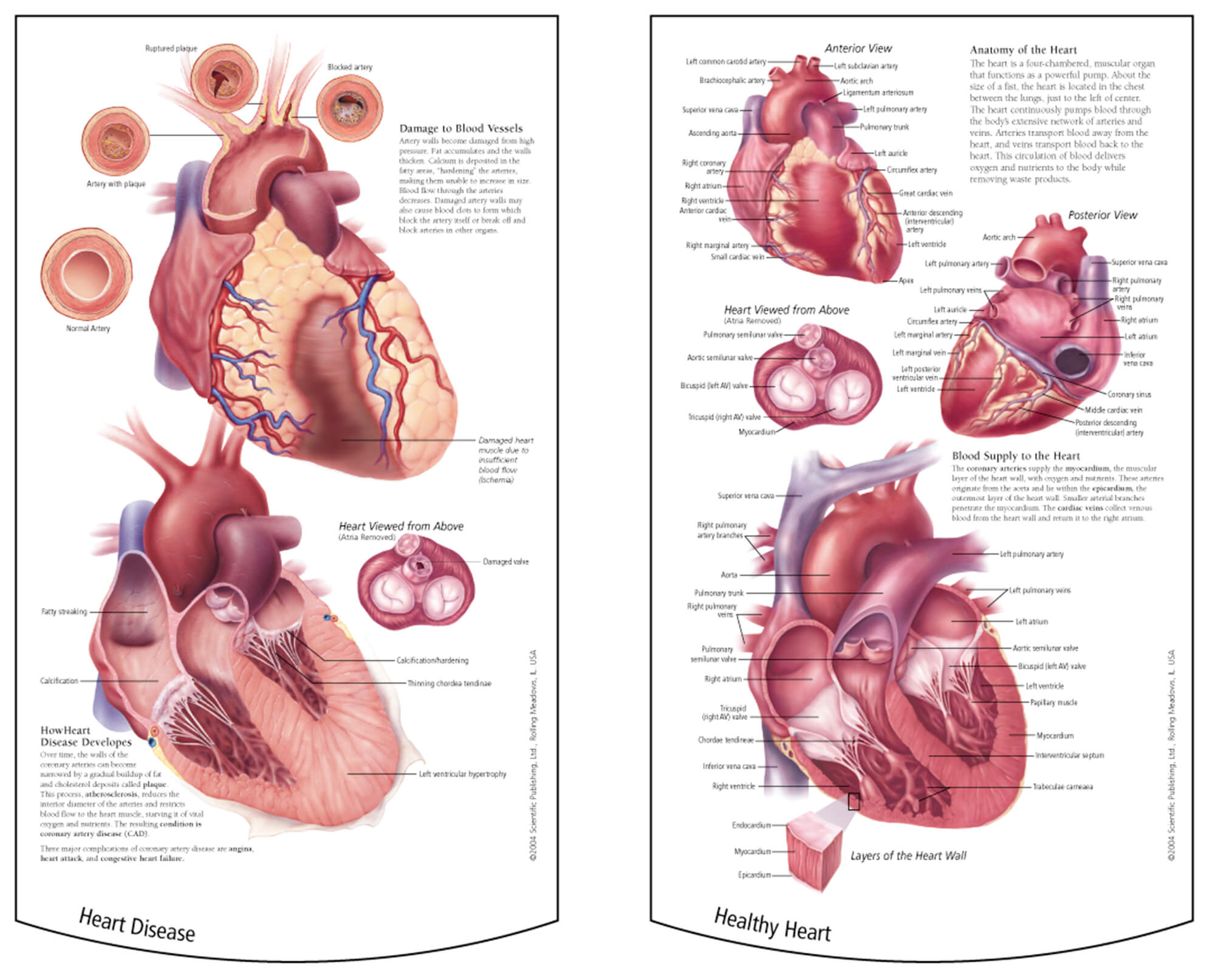 healthy human heart diagram