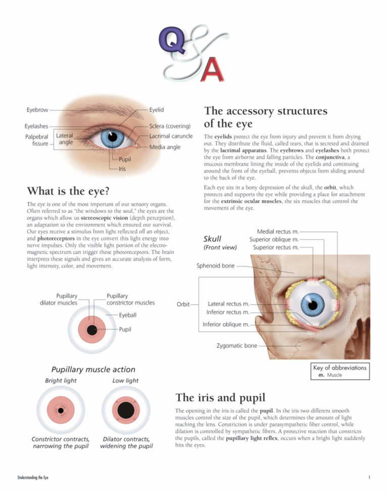 Understanding The Eye Flip Chart Scientific Publishing