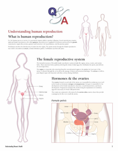 Understanding Women's Health Flip Chart - Image 2