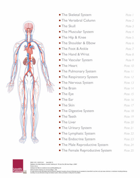 The Illustrated Atlas of Human Anatomy - Image 2