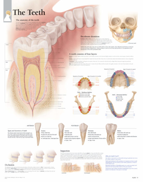 The Illustrated Atlas of Human Anatomy - Image 3