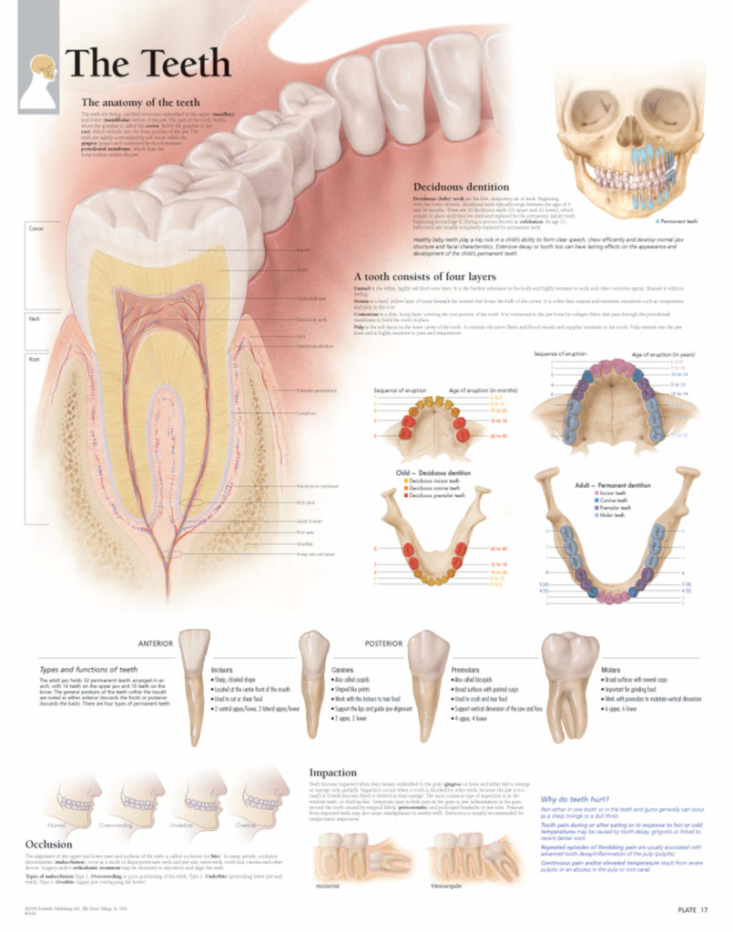 The Illustrated Atlas of Human Anatomy – Scientific Publishing