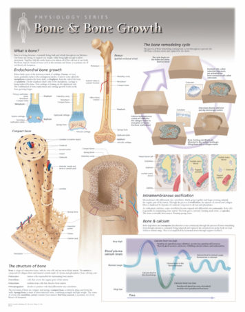 Human physiology