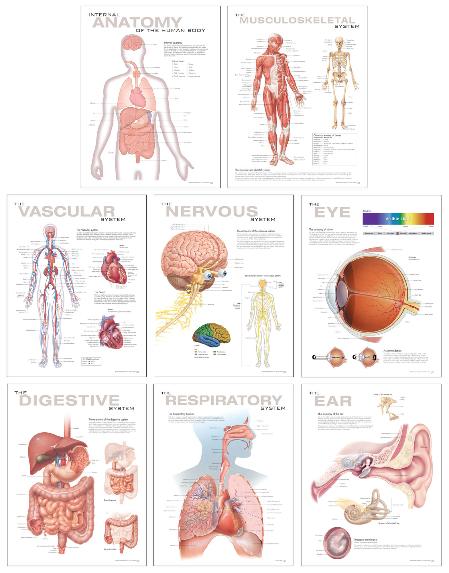 Human Internal Organ Anatomy Charts