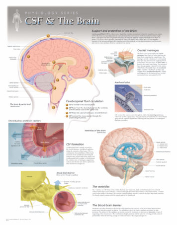 brain physiology
