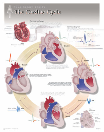 cardiac physiology