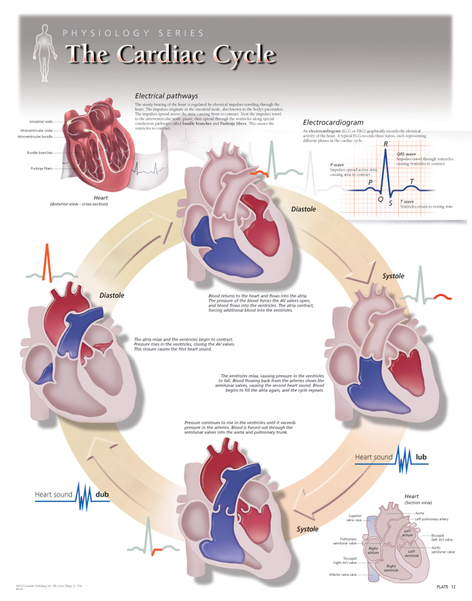 the-cardiac-cycle-scientific-publishing