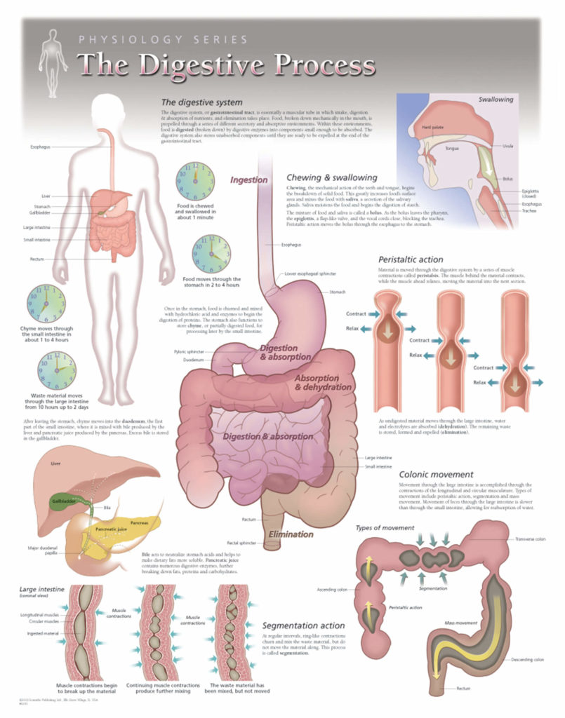 The Digestive System Scientific Publishing