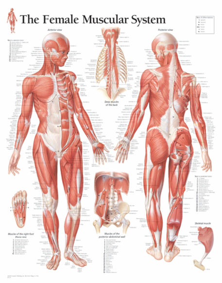 Female muscular system