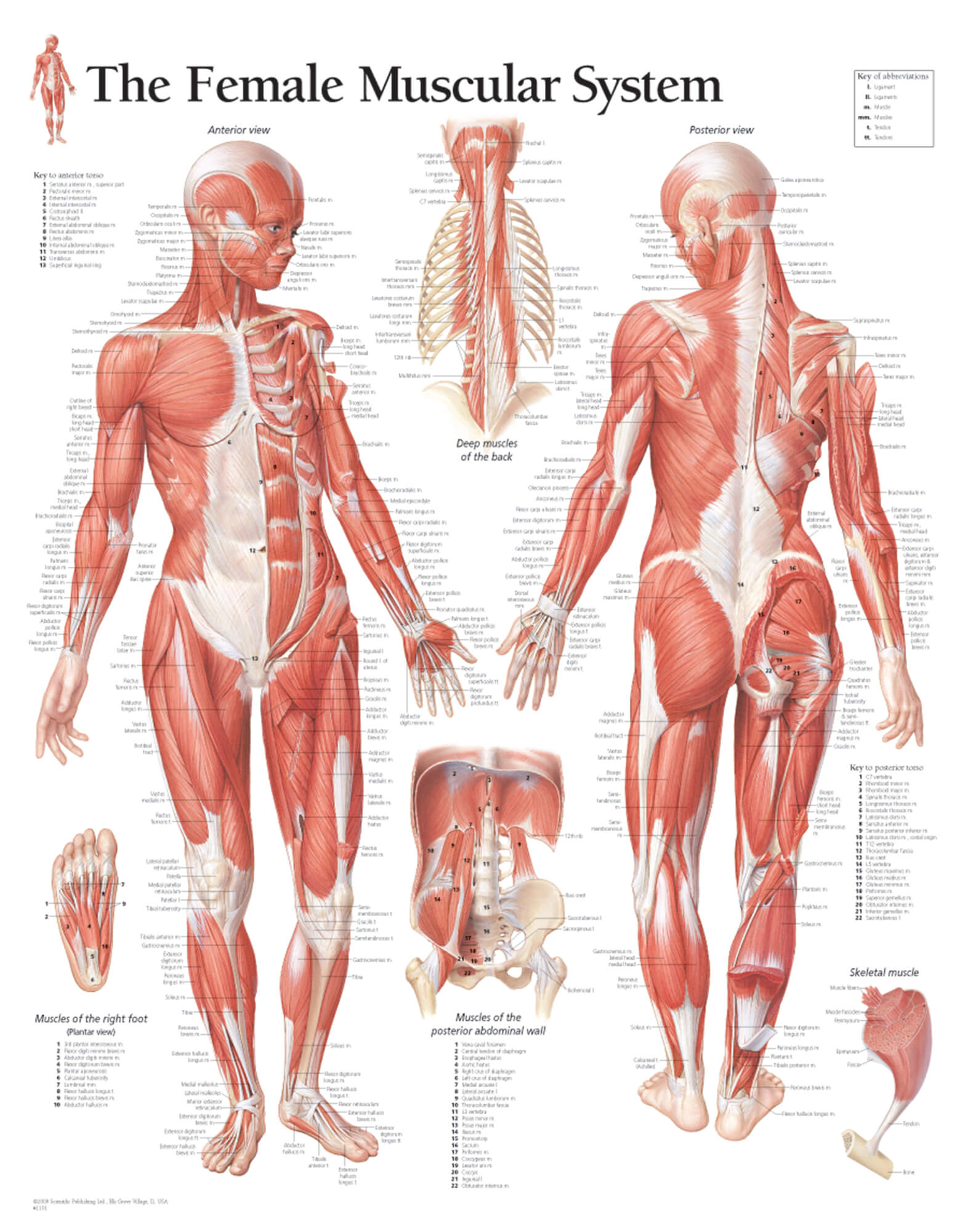 Womens Anatomy Chart