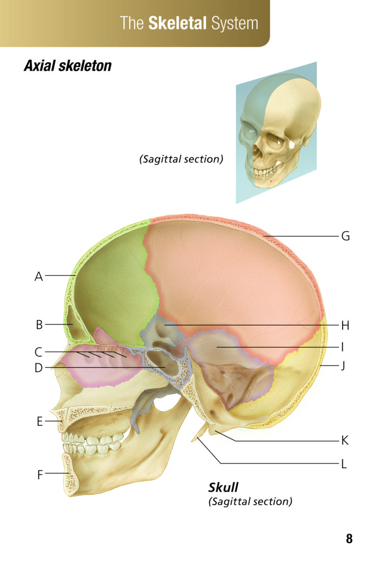 Scientific Publishing Biology Diagrams