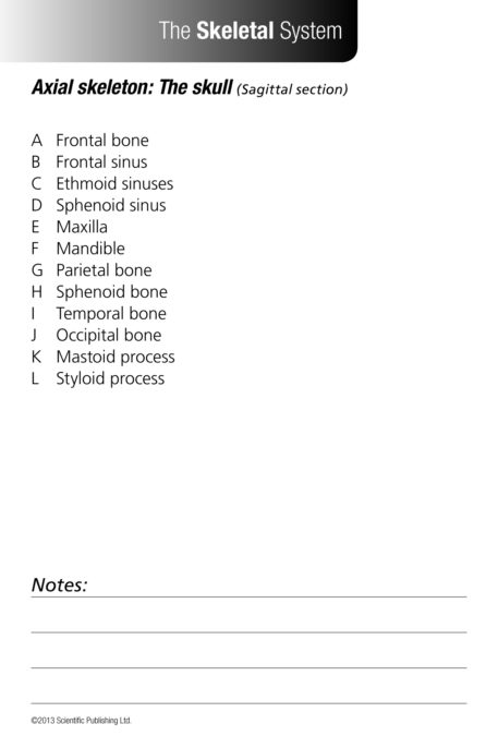Anatomy Flash Cards - Image 3