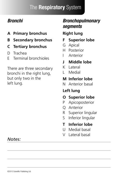Anatomy Flash Cards - Image 5