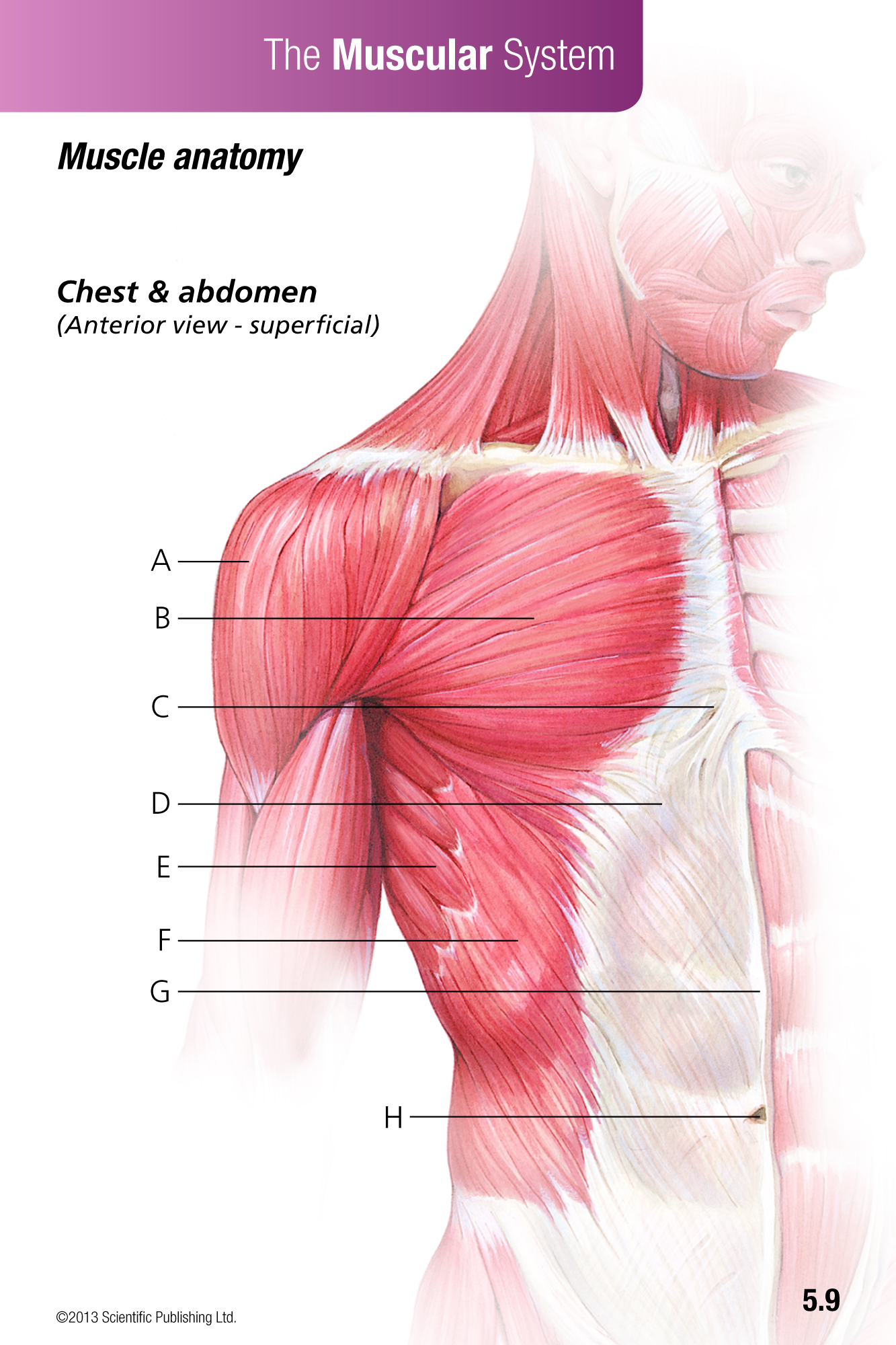 anatomy-and-physiology-flash-cards-free-printable-printable-templates