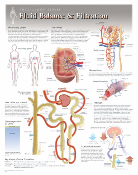 kidney physiology