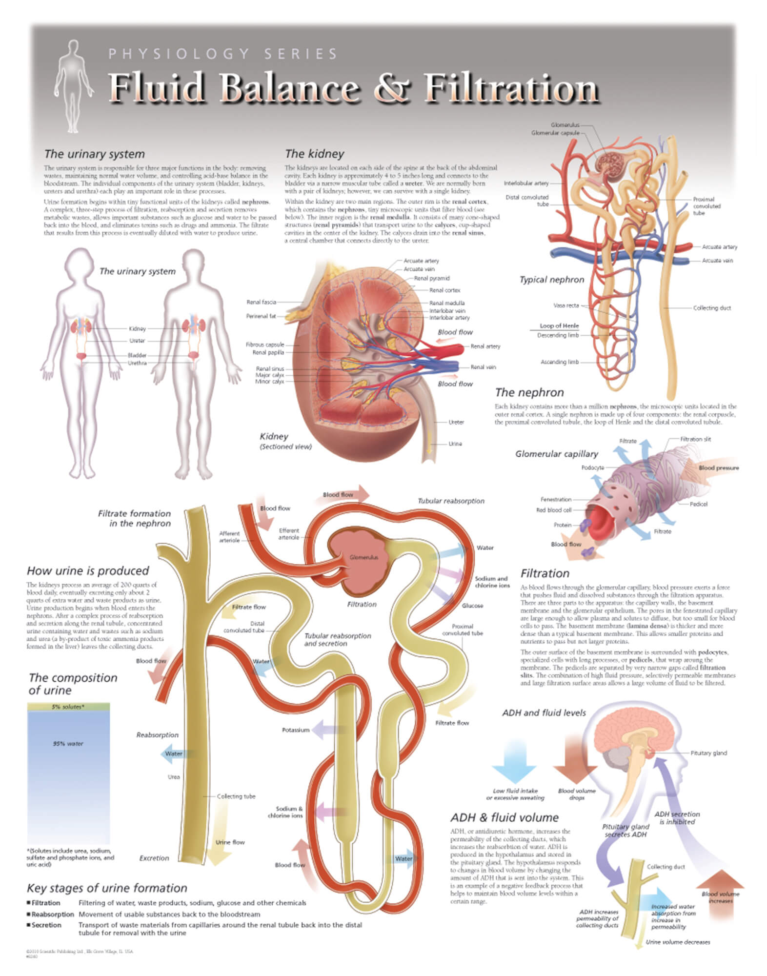 Urinary System Chart