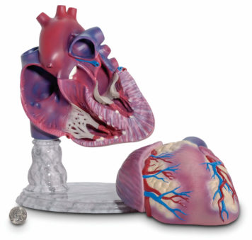 giant anatomical heart model