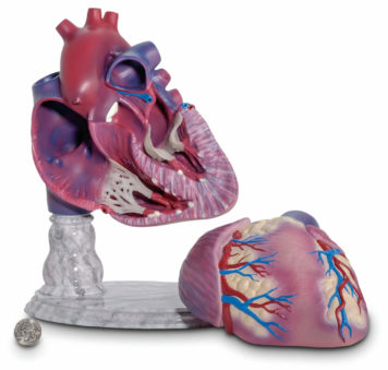 giant anatomical heart model