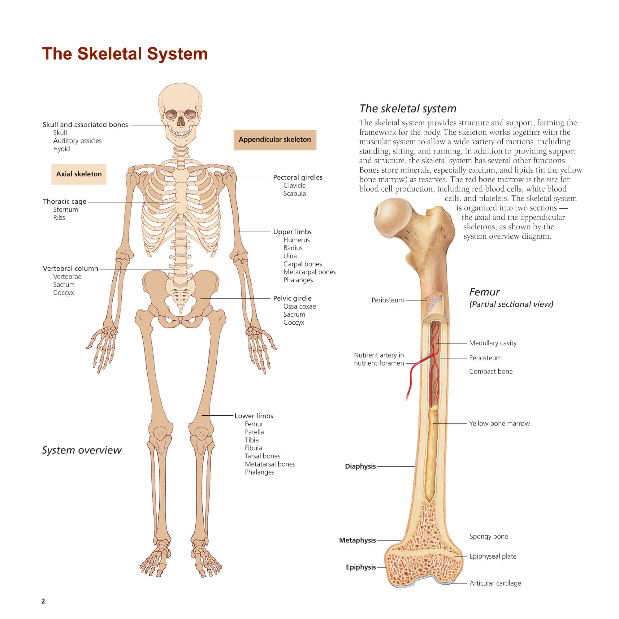 Body Bone Chart