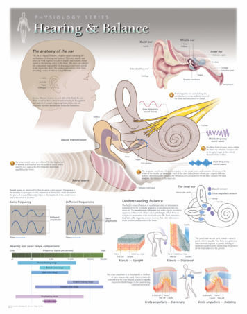 hearing physiology