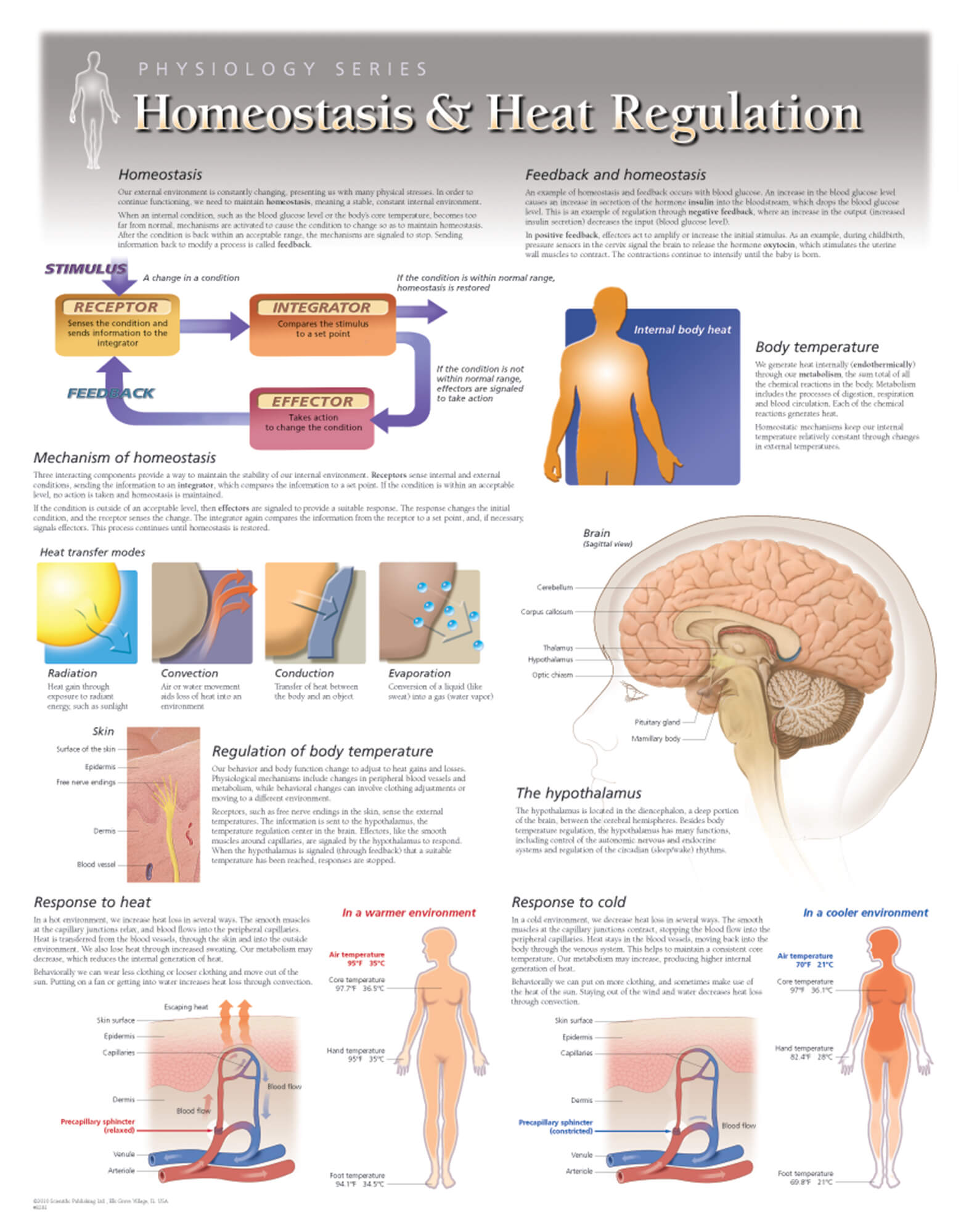 homeostasis physiology