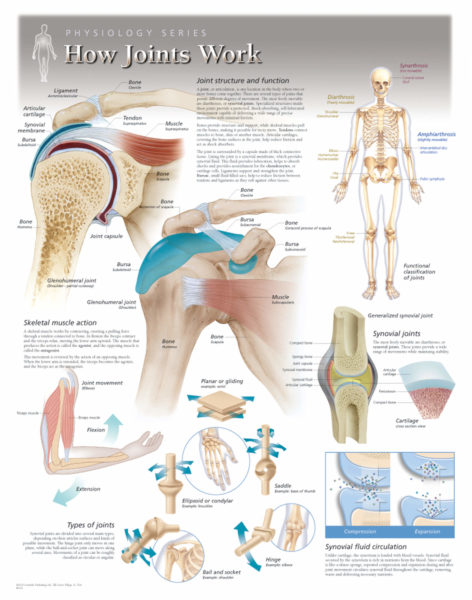 IN BRIEF HOW DO JOINTS WORK visual data 6