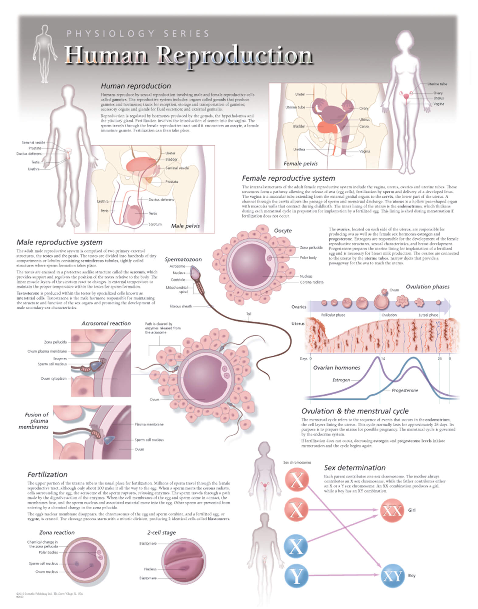 Reproductive System Anatomical Chart