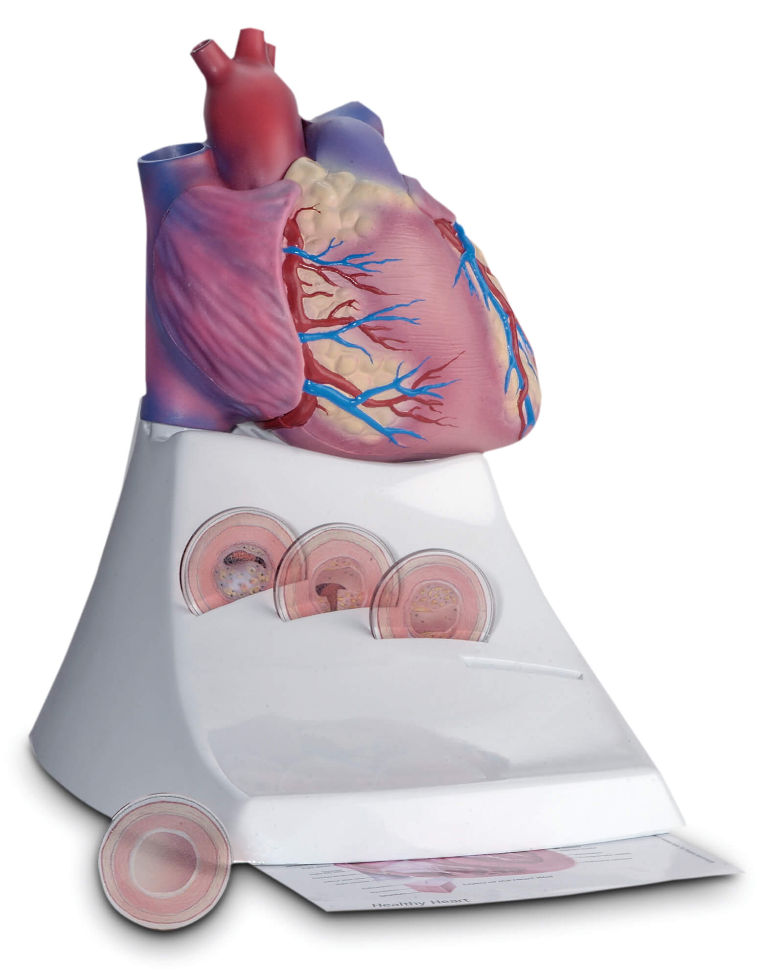 life sze human heart model