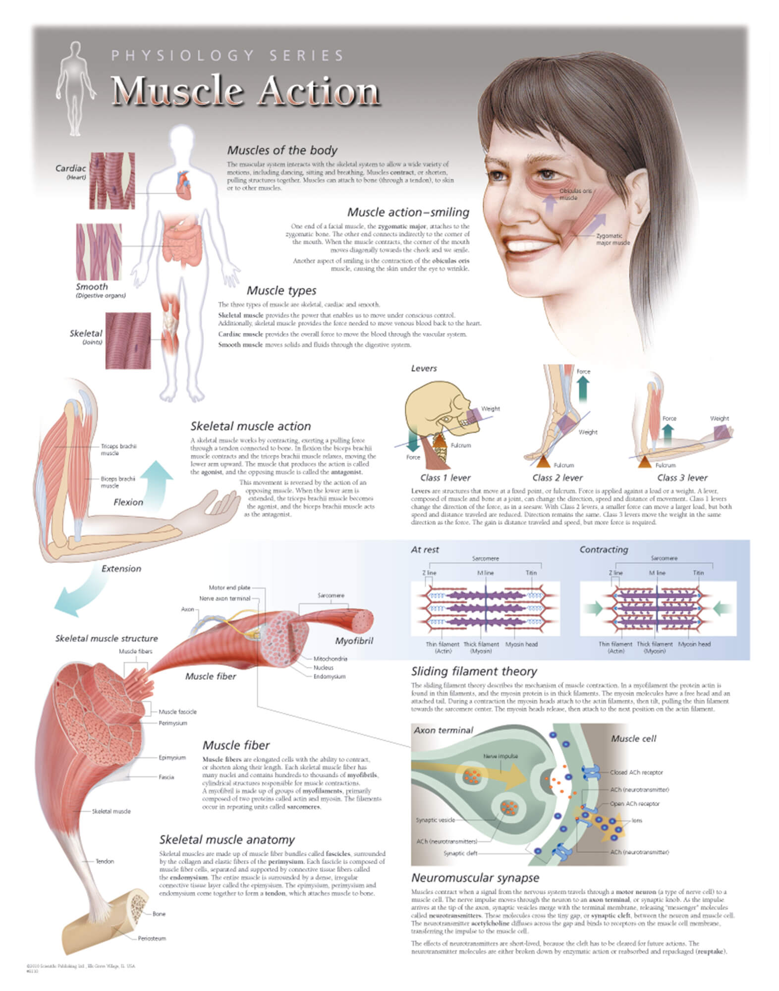 Muscle Action Scientific Publishing