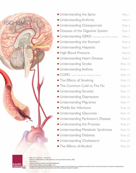 The Illustrated Atlas of Human Pathology - Image 2