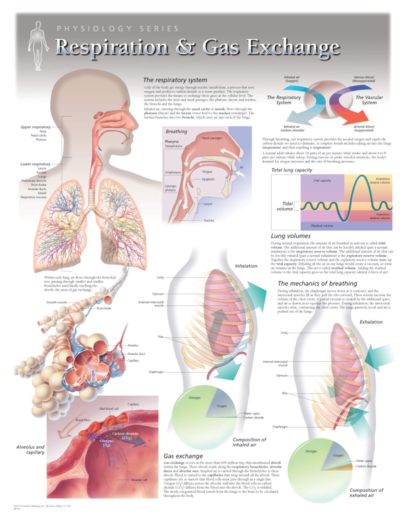 Respiratory System Chart Diagram