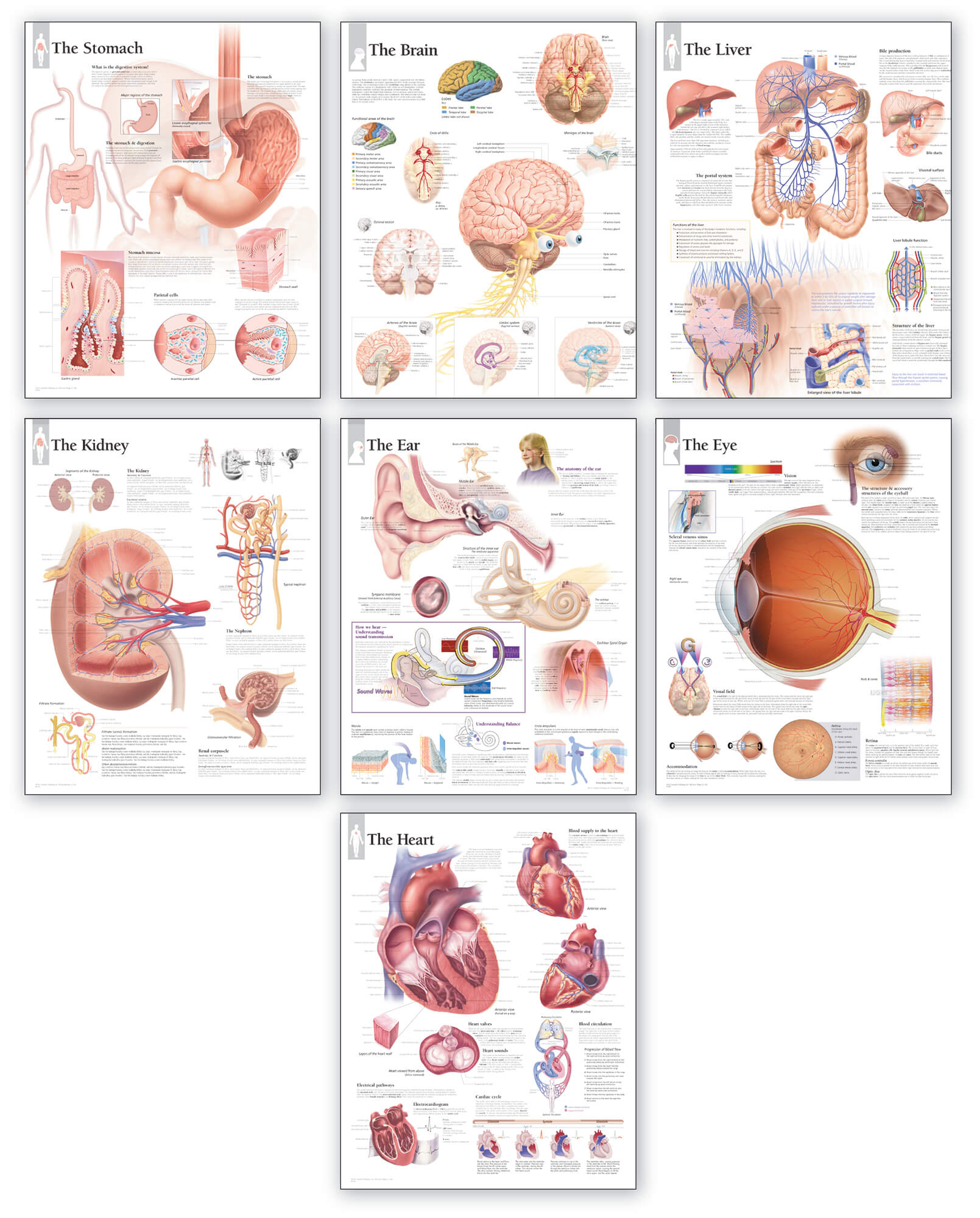 Body Organ Wall Chart Set