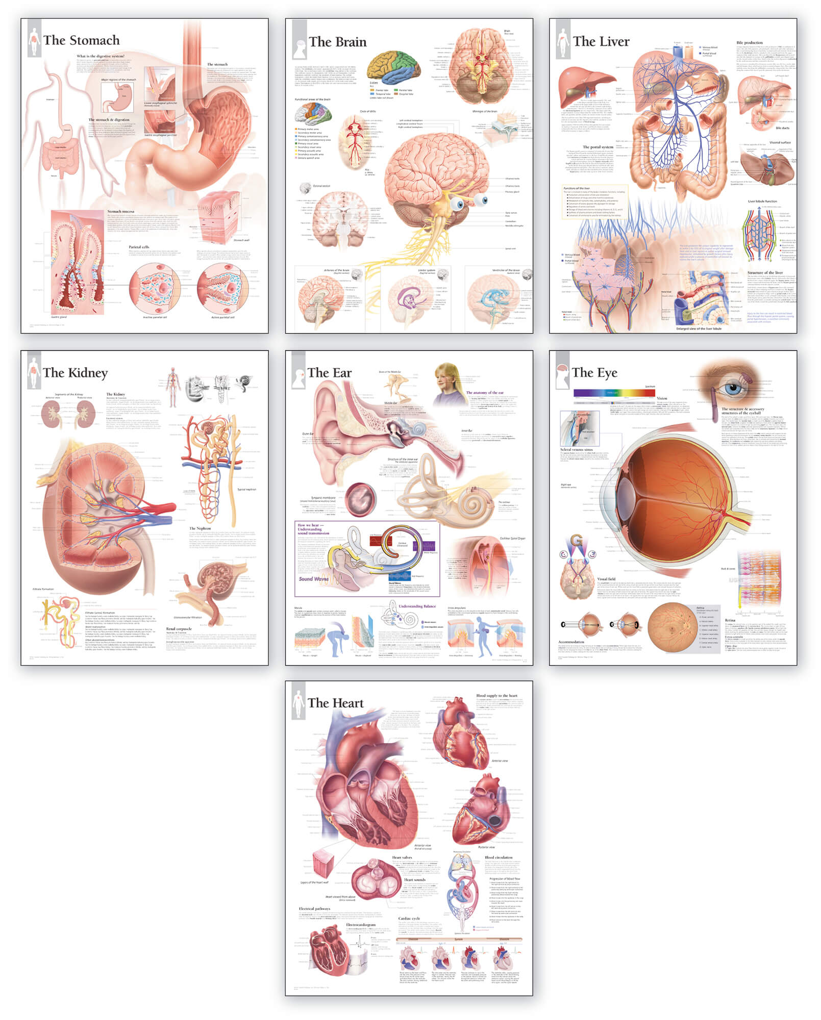 Body Organ Wall Chart Set - Scientific Publishing