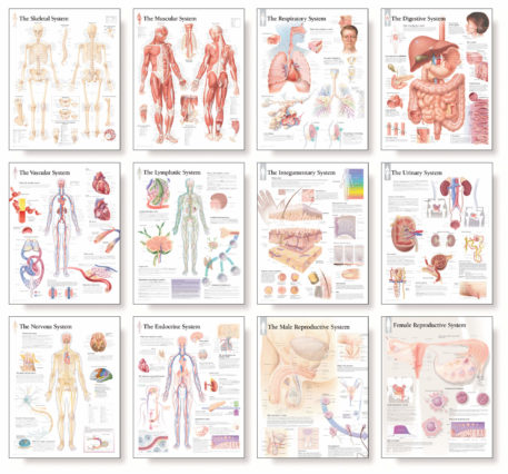system anatomy