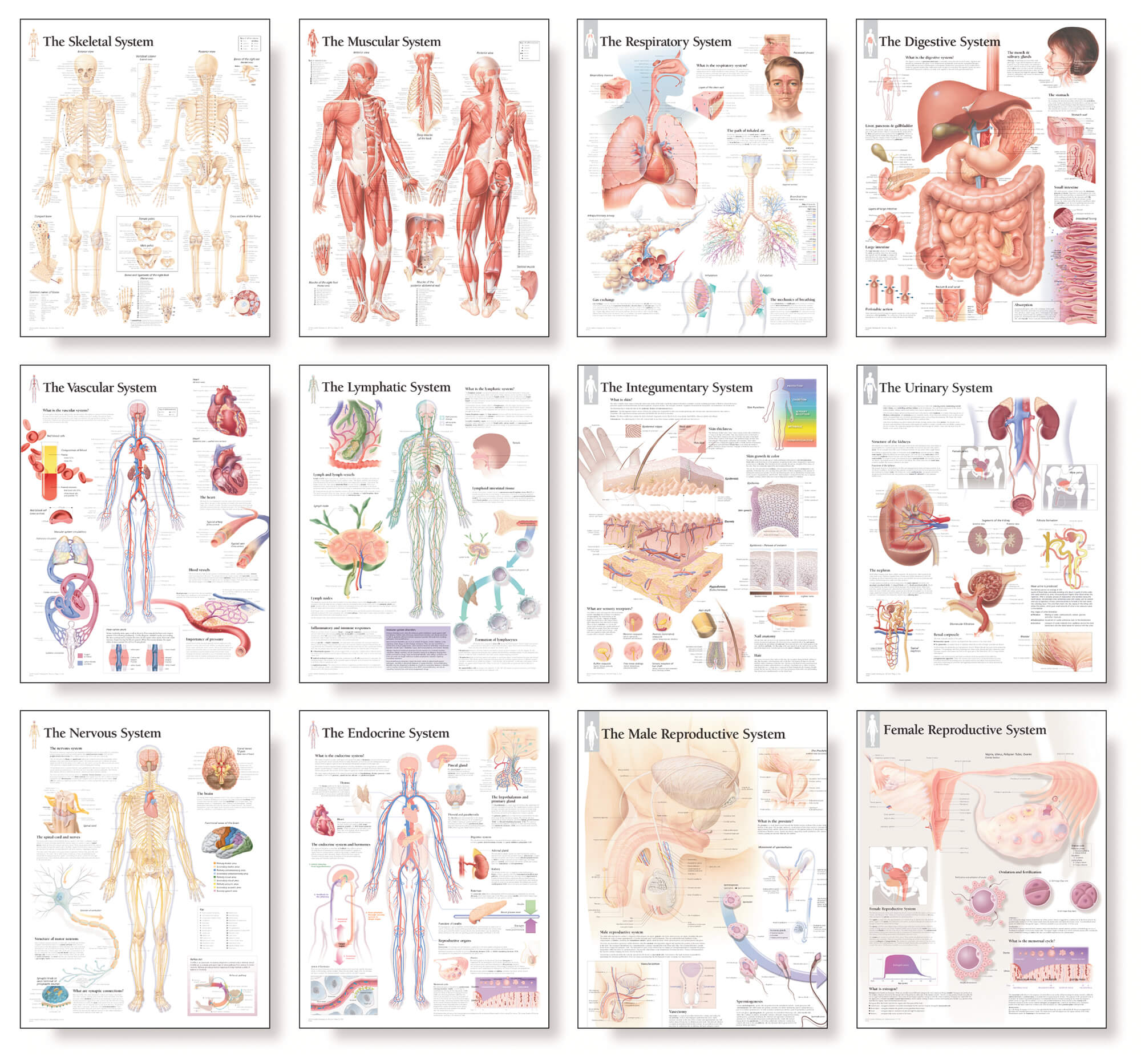 Body Systems Working Together Chart