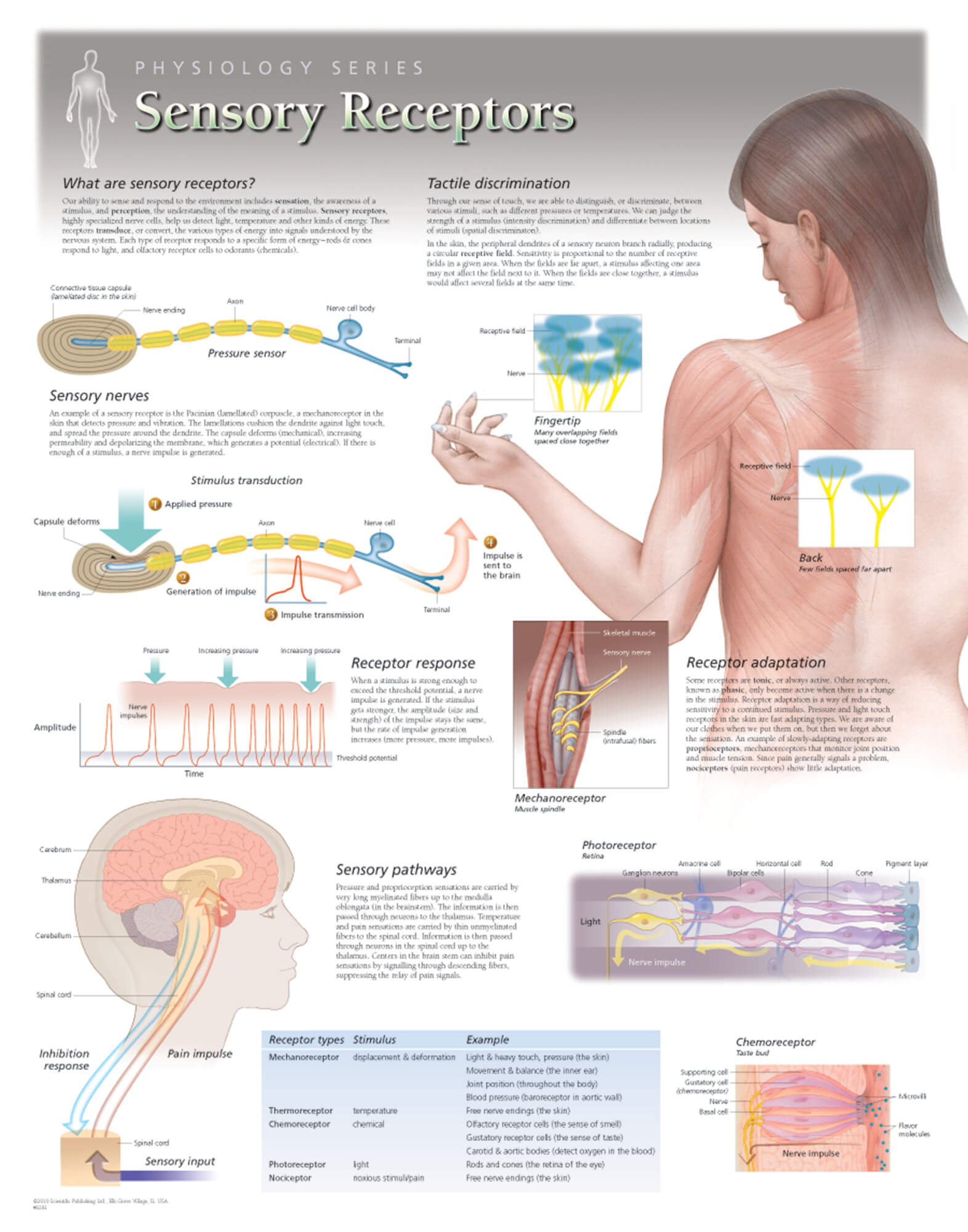 sensory physiology