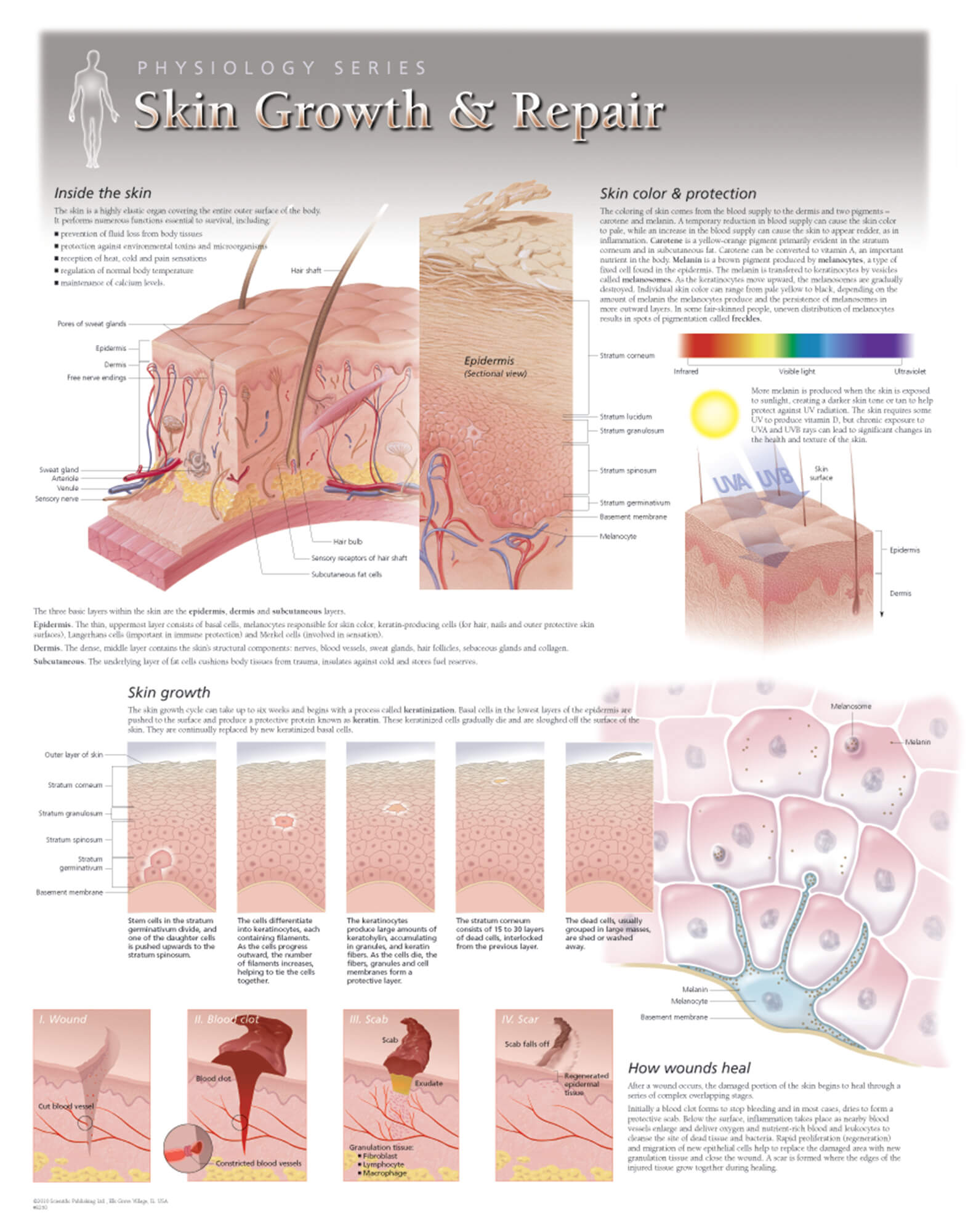 skin physiology