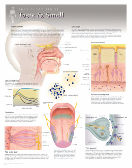 taste and smell physiology