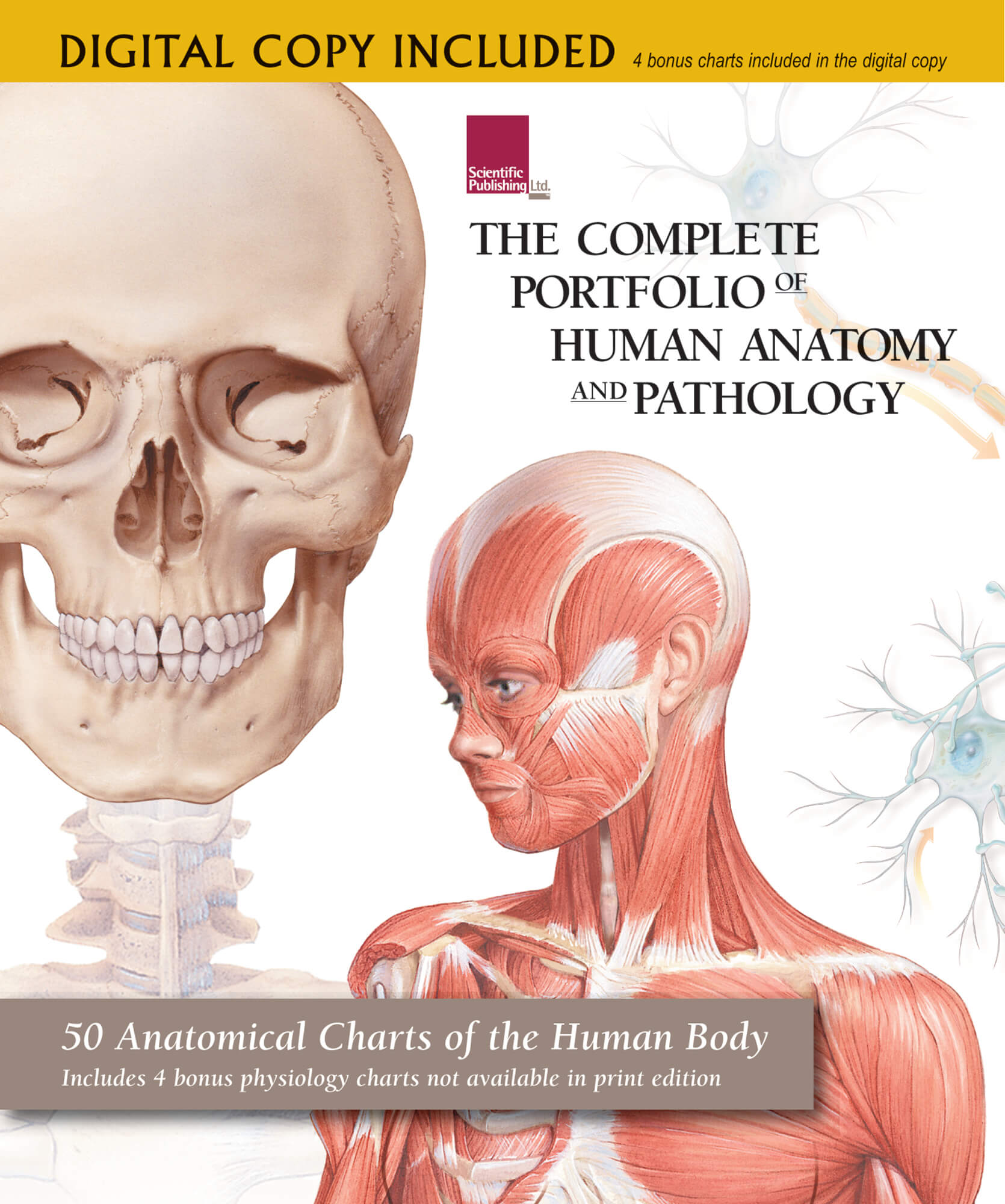 Anatomical Charts Of The Human Body