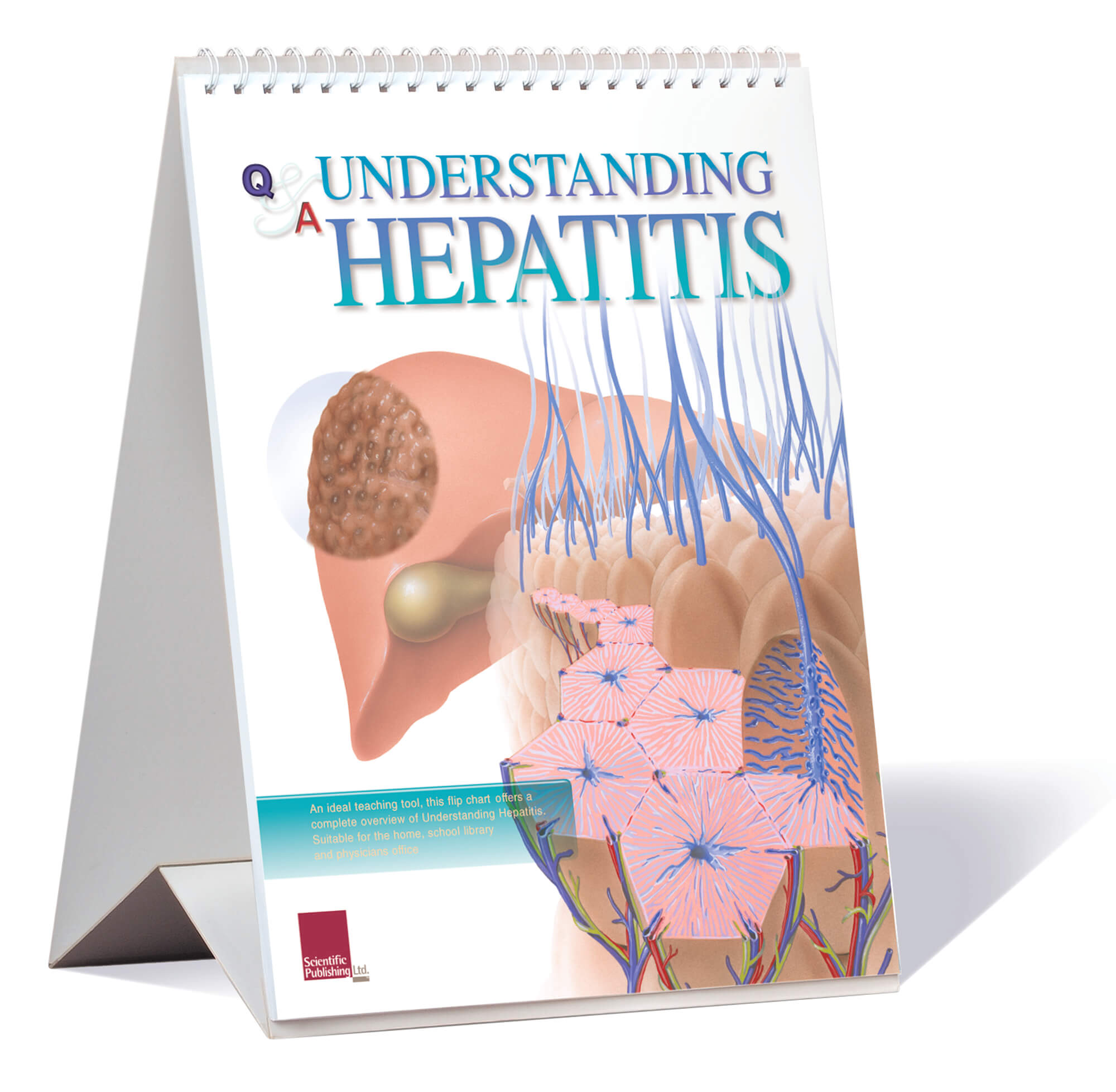 Understanding hepatitis flip chart