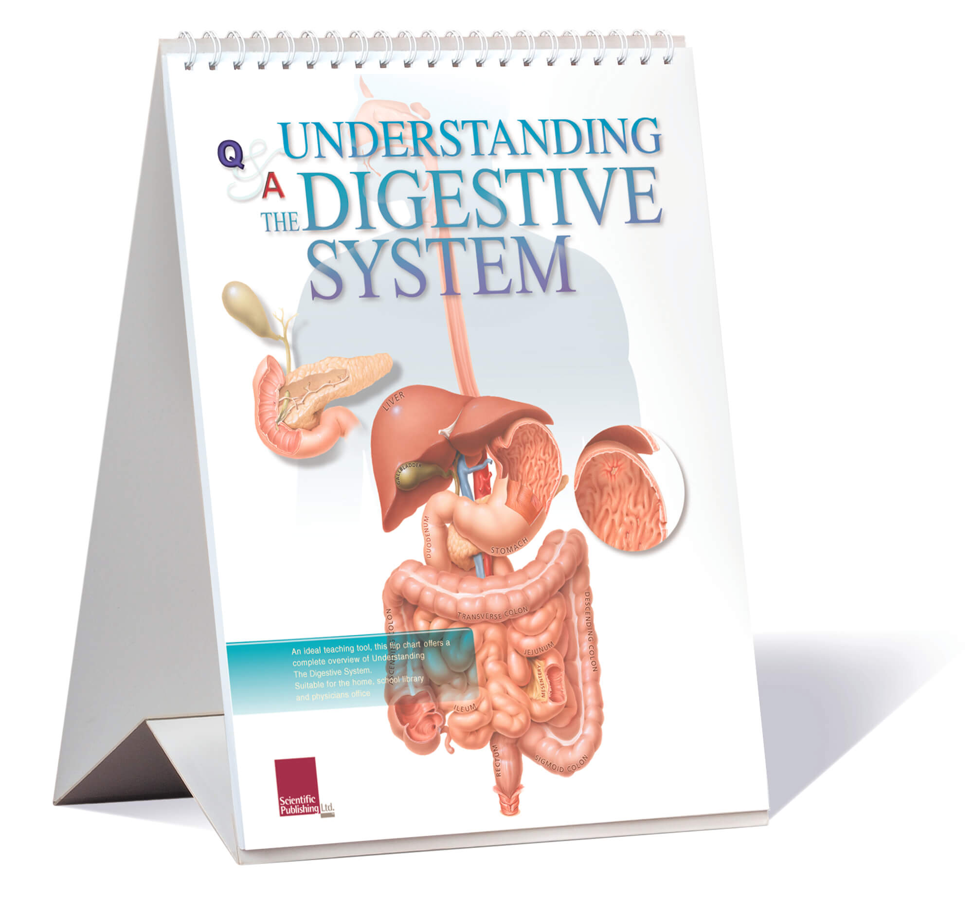 Digestive system flip chart