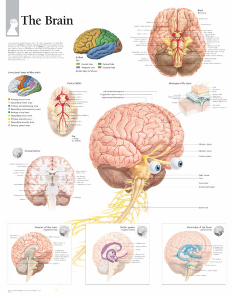 brain anatomy